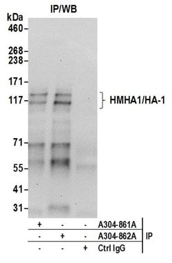 HMHA1/HA-1 Rabbit anti-Human, Polyclonal, Bethyl Laboratories 100 &mu;L;