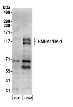 HMHA1/HA-1 Rabbit anti-Human, Polyclonal, Bethyl Laboratories 100 &mu;L;