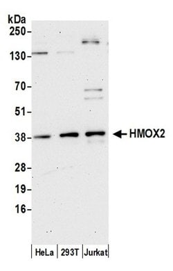 HMOX2 Polyclonal Antibody, Bethyl Laboratories 20 &mu;L | Buy Online | Bethyl Laboratories, Inc | Fisher Scientific