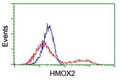 HMOX2 Mouse anti-Human, Clone: OTI1D10, liquid, TrueMAB 100 &mu;L; Unconjugated:Antibodies,