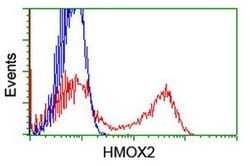 HMOX2 Monoclonal Antibody (OTI1H10), TrueMAB , OriGene 100 &mu;L; Unconjugated:Antibodies,