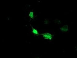HMOX2 Monoclonal Antibody (OTI1H10), TrueMAB , OriGene 100 &mu;L; Unconjugated:Antibodies,