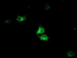 HMOX2 Mouse anti-Human, Clone: OTI4H8, liquid, TrueMAB 100 &mu;L; Unconjugated:Antibodies,