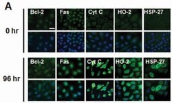 HMOX2 Mouse anti-Human, Clone: OTI4H8, liquid, TrueMAB 100 &mu;L; Unconjugated:Antibodies,