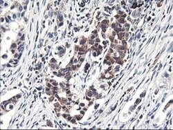 HMOX2 Mouse anti-Human, Clone: OTI1D10, liquid, TrueMAB 100 &mu;L; Unconjugated:Antibodies,