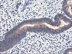 HMOX2 Mouse anti-Human, Clone: OTI1D10, liquid, TrueMAB 100 &mu;L; Unconjugated:Antibodies,