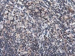 HMOX2 Mouse anti-Human, Clone: OTI1D10, liquid, TrueMAB 100 &mu;L; Unconjugated:Antibodies,