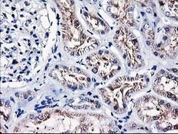HMOX2 Mouse anti-Human, Clone: OTI1D10, liquid, TrueMAB 100 &mu;L; Unconjugated:Antibodies,