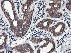 HMOX2 Monoclonal Antibody (OTI1B4), TrueMAB , OriGene 100 &mu;L; Unconjugated:Antibodies,