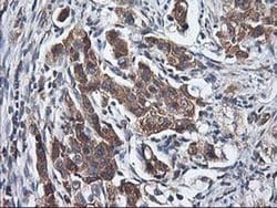 HMOX2 Monoclonal Antibody (OTI1B4), TrueMAB , OriGene 100 &mu;L; Unconjugated:Antibodies,