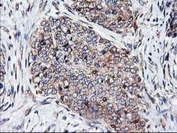 HMOX2 Monoclonal Antibody (OTI1B4), TrueMAB , OriGene 100 &mu;L; Unconjugated:Antibodies,