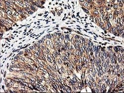 HMOX2 Monoclonal Antibody (OTI1B4), TrueMAB , OriGene 100 &mu;L; Unconjugated:Antibodies,
