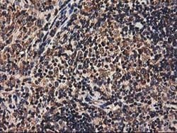 HMOX2 Monoclonal Antibody (OTI1B4), TrueMAB , OriGene:Antibodies:Primary