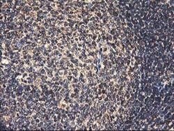 HMOX2 Monoclonal Antibody (OTI1B4), TrueMAB , OriGene 100 &mu;L; Unconjugated:Antibodies,