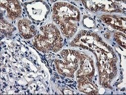 HMOX2 Monoclonal Antibody (OTI1B4), TrueMAB , OriGene 100 &mu;L; Unconjugated:Antibodies,