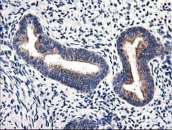 HMOX2 Monoclonal Antibody (OTI1H10), TrueMAB , OriGene 100 &mu;L; Unconjugated:Antibodies,