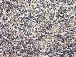 HMOX2 Monoclonal Antibody (OTI1H10), TrueMAB , OriGene 100 &mu;L; Unconjugated:Antibodies,
