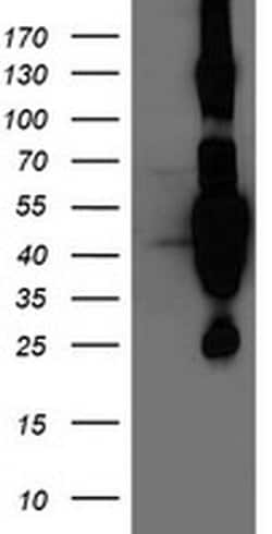 HMOX2 Mouse anti-Human, Clone: OTI4H8, liquid, TrueMAB 100 &mu;L; Unconjugated:Antibodies,