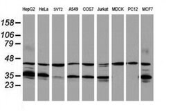 HMOX2 Mouse anti-Human, Clone: OTI4H8, liquid, TrueMAB 100 &mu;L; Unconjugated:Antibodies,