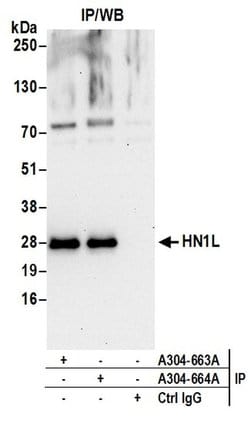 HN1L Rabbit anti-Human, Polyclonal, Bethyl Laboratories 100 &mu;L; Unconjugated:Antibodies,
