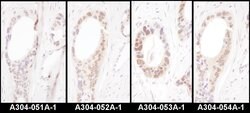 HNF1-alpha Rabbit anti-Human, Polyclonal, Bethyl Laboratories 10 &mu;l;