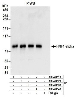 HNF1-alpha Rabbit anti-Human, Polyclonal, Bethyl Laboratories 10 &mu;l;