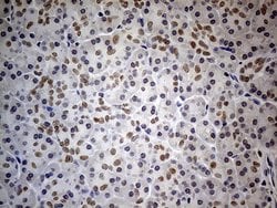 HNF1B Rabbit anti-Human, Polyclonal, liquid, OriGene 100 &mu;L; Unconjugated:Antibodies,
