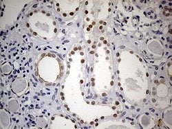 HNF1B Rabbit anti-Human, Polyclonal, liquid, OriGene 100 &mu;L; Unconjugated:Antibodies,