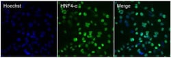 Invitrogen HNF4A Monoclonal Antibody (K9218) 100 &mu;L; Unconjugated:Antibodies,