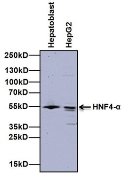 Invitrogen HNF4A Monoclonal Antibody (K9218) 100 &mu;L; Unconjugated:Antibodies,