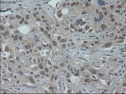 HNF6 Mouse anti-Human, Clone: OTI4F12, liquid, TrueMAB 100 &mu;L; Unconjugated:Antibodies,