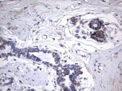 HNRNPA0 Monoclonal Antibody (OTI8H8), TrueMAB , OriGene 100 &mu;L; Unconjugated:Antibodies,