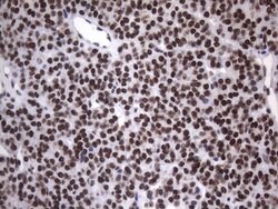 HNRNPA0 Monoclonal Antibody (OTI8H8), TrueMAB , OriGene 100 &mu;L; Unconjugated:Antibodies,