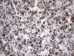 HNRNPA0 Monoclonal Antibody (OTI8H8), TrueMAB , OriGene 100 &mu;L; Unconjugated:Antibodies,