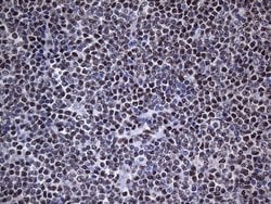 HNRNPA0 Monoclonal Antibody (OTI8H8), TrueMAB , OriGene 100 &mu;L; Unconjugated:Antibodies,