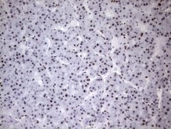HNRNPA0 Monoclonal Antibody (OTI8H8), TrueMAB , OriGene 100 &mu;L; Unconjugated:Antibodies,