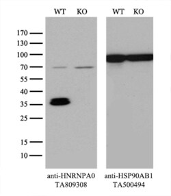 HNRNPA0 Monoclonal Antibody (OTI8H8), TrueMAB , OriGene 30 &mu;L; Unconjugated:Antibodies,