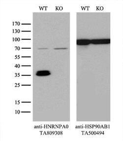 HNRNPA0 Monoclonal Antibody (OTI8H8), TrueMAB , OriGene 100 &mu;L; Unconjugated:Antibodies,