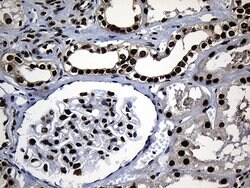 HNRNPH1 Monoclonal Antibody (OTI2D11), TrueMAB , OriGene:Antibodies:Primary