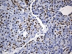HNRNPH1 Monoclonal Antibody (OTI5D11), TrueMAB , OriGene 100 &mu;L; Unconjugated:Antibodies,