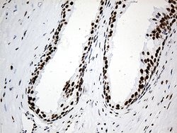 HNRNPH1 Monoclonal Antibody (OTI5D11), TrueMAB , OriGene 100 &mu;L; Unconjugated:Antibodies,