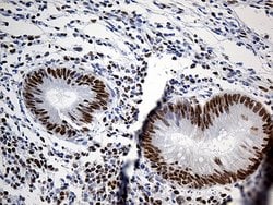 HNRNPH1 Monoclonal Antibody (OTI5D11), TrueMAB , OriGene 100 &mu;L; Unconjugated:Antibodies,