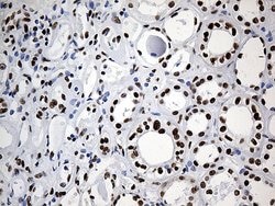 HNRNPH1 Monoclonal Antibody (OTI5D11), TrueMAB , OriGene 100 &mu;L; Unconjugated:Antibodies,