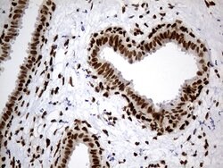 HNRNPH1 Monoclonal Antibody (OTI1H3), TrueMAB , OriGene 100 &mu;L; Unconjugated:Antibodies,