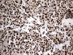 HNRNPH1 Monoclonal Antibody (OTI1H3), TrueMAB , OriGene 100 &mu;L; Unconjugated:Antibodies,