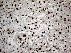 HNRNPH1 Monoclonal Antibody (OTI1H3), TrueMAB , OriGene 100 &mu;L; Unconjugated:Antibodies,