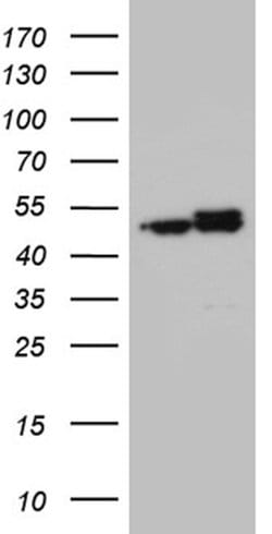 HNRNPH1 Monoclonal Antibody (OTI5D11), TrueMAB , OriGene 100 &mu;L; Unconjugated:Antibodies,