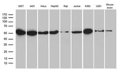 HNRNPH1 Monoclonal Antibody (OTI5D11), TrueMAB , OriGene 100 &mu;L; Unconjugated:Antibodies,
