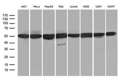 HNRNPH1 Monoclonal Antibody (OTI1H3), TrueMAB , OriGene 100 &mu;L; Unconjugated:Antibodies,