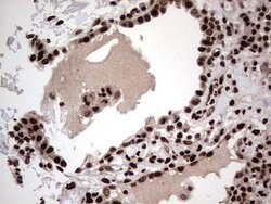 HNRNPL Mouse anti-Human, Clone: OTI2E4, lyophilized, TrueMAB 100 &mu;g;